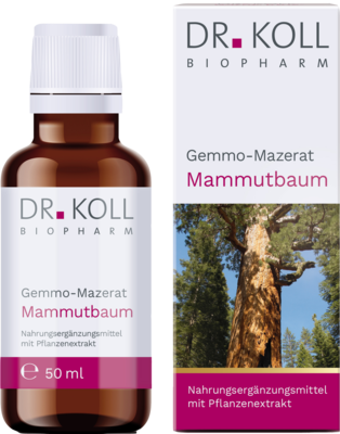 GEMMO Mazerat Mammutbaum Dr.Koll Sequoia gigantea